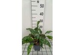6 X Pulmonaria Hybr. 'Fontana Di Trevi' - Allium Marrone - Vaso 9 X 9 Cm