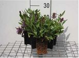 6 X Prunella Grandiflora - Allium Marrone - Vaso 9 X 9 Cm