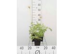 6 X Pulsatilla Vulg. 'Alba' - Pastinaca Di Mucca - Vaso 9 X 9 Cm