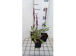 6 X Salvia Nem. 'Caradonna Pink Inspiration' - Muschio Stellare - Vaso 9 X 9 Cm