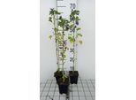6 X Malva Sylv. 'Marina'® ('Dema') - Malva - Vaso 9 X 9 Cm
