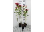 6 X Monarda Hybr. 'Gardenview Scarlet' - Ortica Indiana - Vaso 9 X 9 Cm