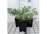 6 X Pulsatilla Vulgaris - Pastinaca Bovina - Vaso 9 X 9 Cm