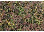6 X Lysimachia Cil. 'Firecracker' - Pennywort - Vaso 9 X 9 Cm