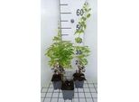 6 X Nepeta Govaniana - Erba Gatta - Vaso 9 X 9 Cm