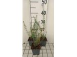 6 X Linum Perenne - Linum - Vaso 9 X 9 Cm