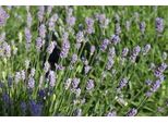 6 X Lavandula Ang. Essence Purple' - Lavanda - Vaso 9 X 9 Cm