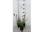 6 X Salvia Nem. 'Lubeca' - Muschio Stellato - Vaso 9 X 9 Cm