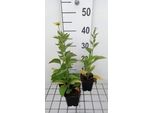 6 X Rudbeckia Subtomentosa - Cavolfiore - Vaso 9 X 9 Cm