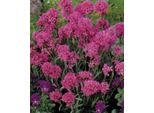 6 X Lychnis Alpina ( Viscaria Alpina) - Campioncino - Vaso 9 X 9 Cm