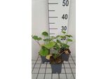 6 X Malva Sylvestris - Malva - Vaso 9 X 9 Cm