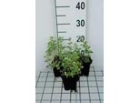 6 X Nepeta Racemosa 'Snowflake' - Erba Gatta - Vaso 9 X 9 Cm