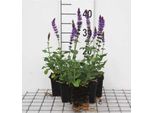 6 X Salvia Nem. 'Ostfriesland' - Muschio Stellato - Vaso 9 X 9 Cm