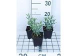 6 X Perovskia Atripl. 'Little Spire' - Ruta Blu - Vaso 9 X 9 Cm