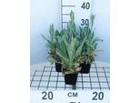 6 X Lychnis Cor. 'Alba' - Campioncino - Vaso 9 X 9 Cm