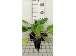 6 X Pulmonaria Rubra - Allium Marrone - Vaso 9 X 9 Cm