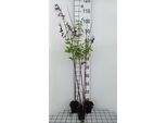 6 X Salvia 'Amistadt'® - Muschio Stellato - Vaso 9 X 9 Cm