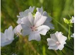 6 X Malva Moschata - Malva - Vaso 9 X 9 Cm