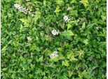 6 X Tiarella Hybr. 'Sugar & Spice'® - Fiore Di Schiuma - Vaso 9 X 9 Cm