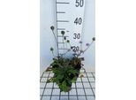 6 X Scabiosa Col. 'Nana' - Scabiosa - Vaso 9 X 9 Cm