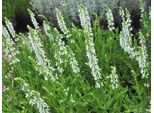 6 X Salvia Nem. 'Snowhill' - Muschio Stellato - Vaso 9 X 9 Cm