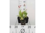 6 X Primula Vialii - Primula A Palla - Vaso 9 X 9 Cm