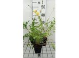 6 X Meconopsis Cambrica - Meconopsis - Topf 9 X 9 Cm