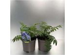 6 X Polemonium Caer. 'Heaven Scent'® - Jakobsleiter - Topf 9 X 9 Cm