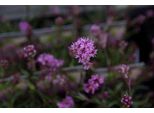6 X Lychnis Alp. 'Rosea' - Garofano - Vaso 9 X 9 Cm