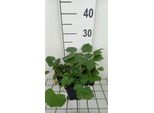6 X Malva Alcea 'Fastigiata' - Malva - Vaso 9 X 9 Cm