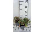 6 X Lysimachia Atropurpurea - Erba Centifoglia - Vaso 9 X 9 Cm