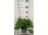 6 X Symphytum Grandifl. 'Hidcote Pink' - Comfrey - Vaso 9 X 9 Cm