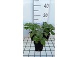 6 X Lamium Orvala - Ortica Morta - Vaso 9 X 9 Cm