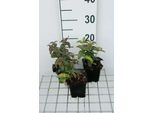 6 X Monarda Bradburiana - Ortica Indiana - Vaso 9 X 9 Cm