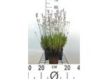 6 X Lavandula Ang. Rosea' - Lavanda - Vaso 9 X 9 Cm