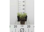 6 X Nepeta Faassenii - Erba Gatta - Vaso 9 X 9 Cm
