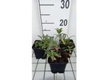 6 X Lysimachia Ephemerum - Erba Cipollina - Vaso 9 X 9 Cm