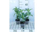 6 X Monarda Hybr. 'Beauty Of Cobham' - Ortica Indiana - Vaso 9 X 9 Cm