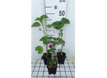 6 X Malva Sylv. 'Zebrina' - Malva - Vaso 9 X 9 Cm