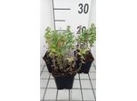 6 X Nepeta Racemosa 'Little Titch' - Erba Gatta - Vaso 9 X 9 Cm