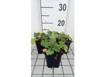 6 X Malva Sylv. Primley Blue' - Malva - Vaso 9 X 9 Cm