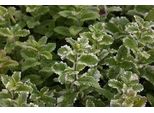 6 X Mentha Rotund. 'Variegata' - Menta - Vaso 9 X 9 Cm
