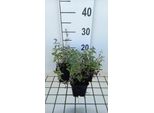 6 X Nepeta Racemosa 'Superba' - Erba Gatta - Vaso 9 X 9 Cm