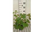6 X Macleaya Cordata - Papavero Piuma - Vaso 9 X 9 Cm