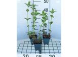 6 X Monarda Hybr. 'Cambridge Scarlet' - Ortica Indiana - Vaso 9 X 9 Cm