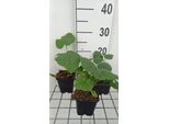 6 X Lunaria Annua - Lunaria - Vaso 9 X 9 Cm