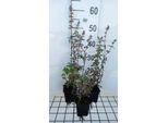 6 X Nepeta Cataria 'Citriodora' - Erba Gatta - Vaso 9 X 9 Cm