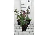 6 X Origanum Hybr. 'Rose Dome' - Origano - Vaso 9 X 9 Cm