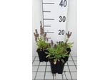 6 X Salvia Nem. 'Marcus'® - Muschio Stellare - Vaso 9 X 9 Cm