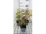 6 X Monarda Didyma - Ortica Indiana - Vaso 9 X 9 Cm